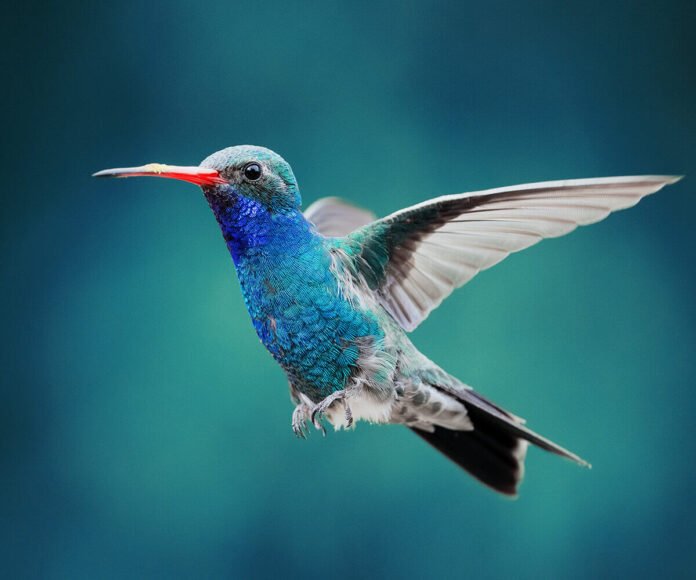 45-1 Plant Diversity Uncovered