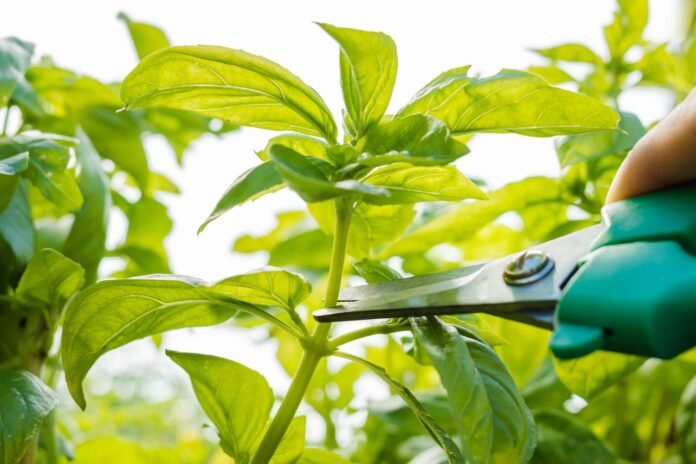 Harvesting Herbal Flowers Harvesting Herbal Flowers
