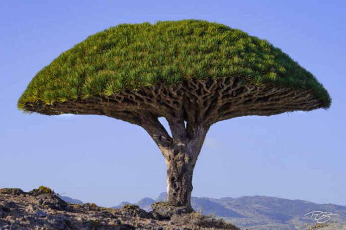 Dracaena Cinnabari the Dragon Blood Tree Dracaena Cinnabari the Dragon Blood Tree