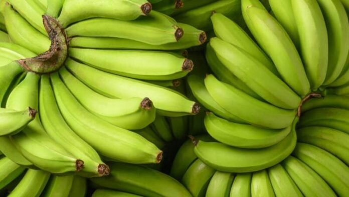 Fresh,Unripe,Banana,,Harvested,Tropical,Fruit,Green,Background,,Closeup Green Bananas