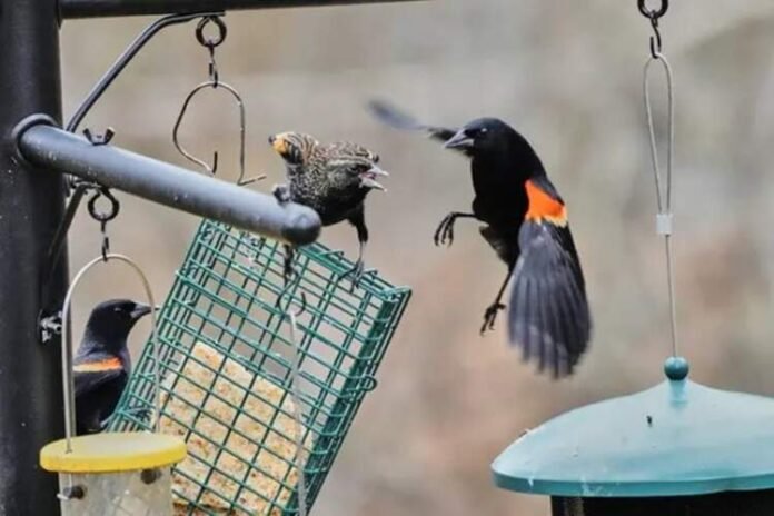 What a Little Bird Told Me NYT What a Little Bird Told Me NYT