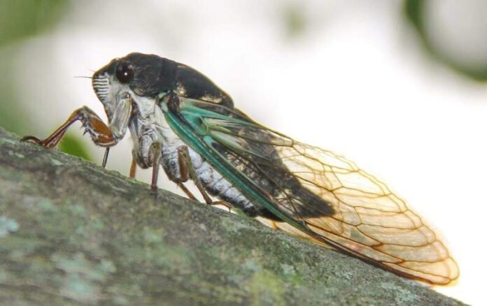 Double Cicada Brood 2024 Double Cicada Brood 2024