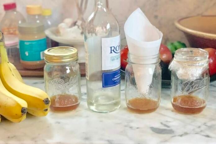 fruit fly trap diy fruit fly trap diy