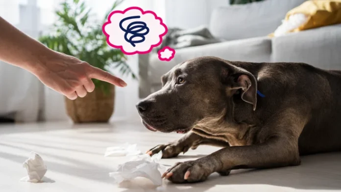 875497865sd46 Bad Habits in Dogs